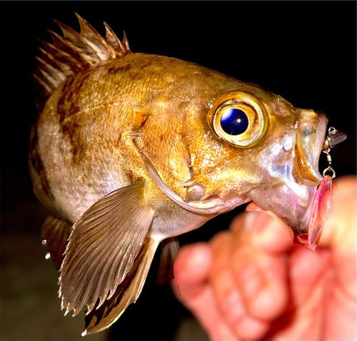 メバルの釣果