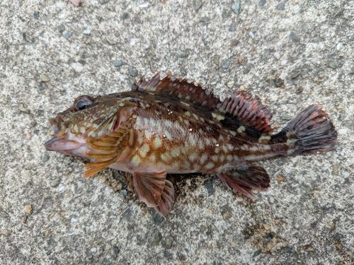 カサゴの釣果
