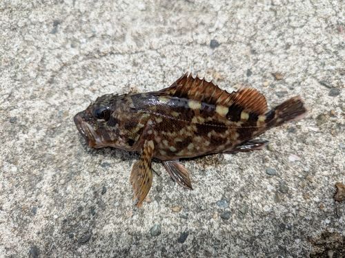 カサゴの釣果