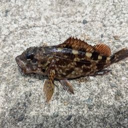 カサゴ