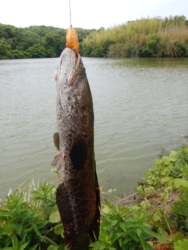 カムルチーの釣果