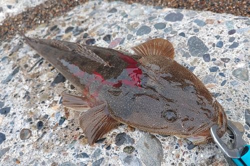 マゴチの釣果