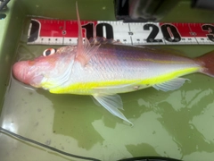 イトヨリダイの釣果