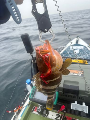 アオハタの釣果