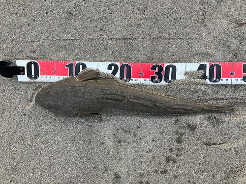 マゴチの釣果