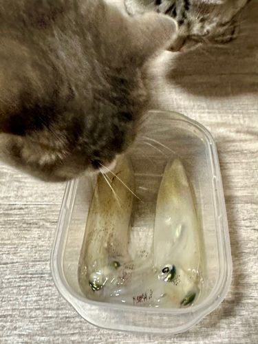 マメイカの釣果