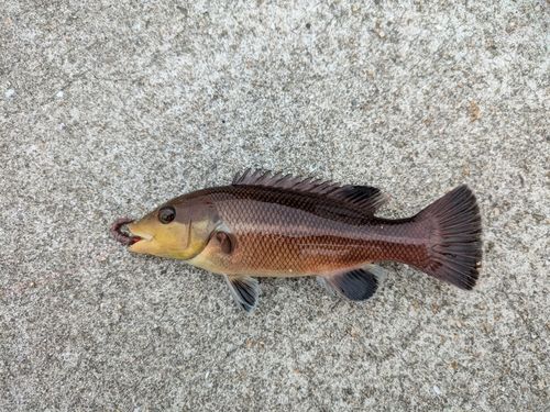 コブダイの釣果