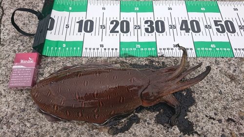 モンゴウイカの釣果