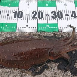モンゴウイカ