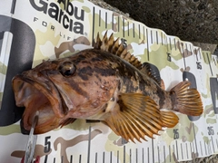タケノコメバルの釣果