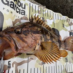 タケノコメバル
