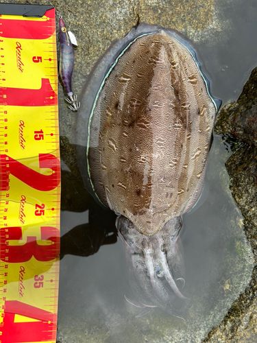 モンゴウイカの釣果