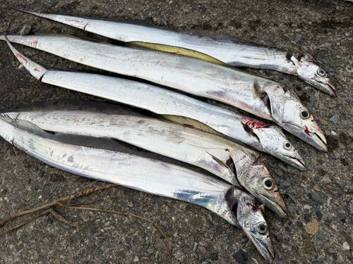 タチウオの釣果