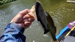 ブラックバスの釣果