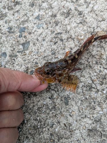 カサゴの釣果