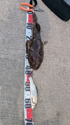 トゲカジカの釣果