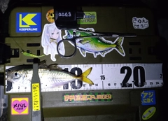 マアジの釣果