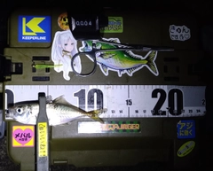 マアジの釣果