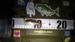 ネンブツダイの釣果
