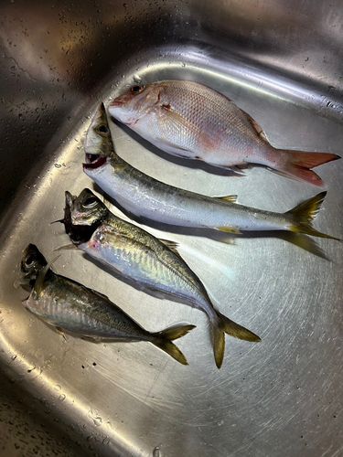 アジの釣果