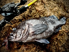 マゾイの釣果
