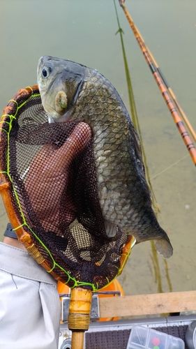 ヘラブナの釣果