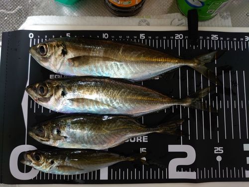 アジの釣果