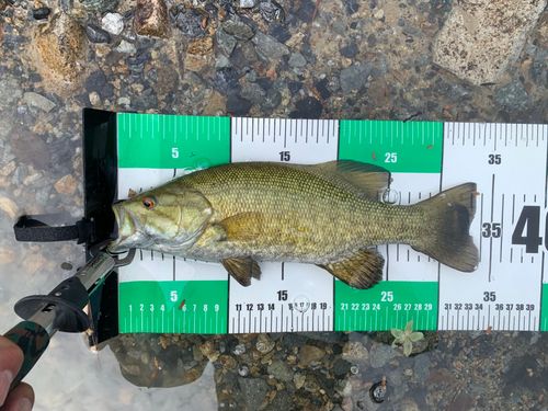 スモールマウスバス