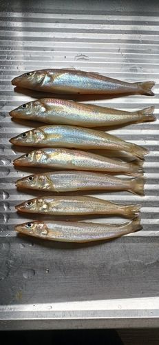 シロギスの釣果