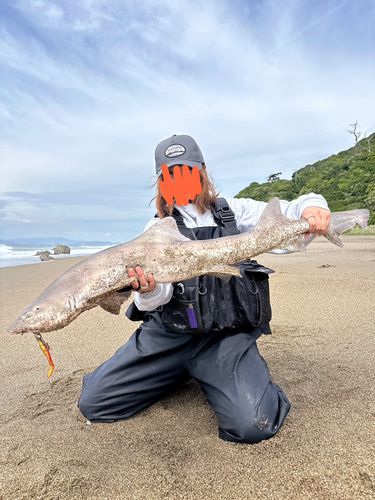 ドチザメの釣果