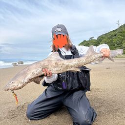 ドチザメ