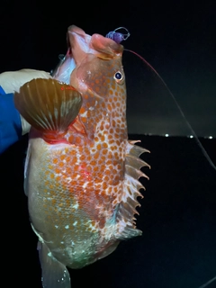 キジハタの釣果