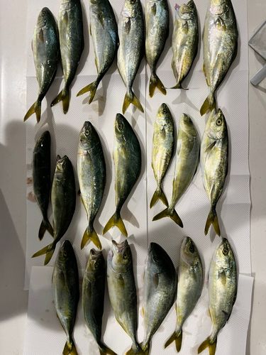 ワカシの釣果