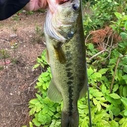 ラージマウスバス