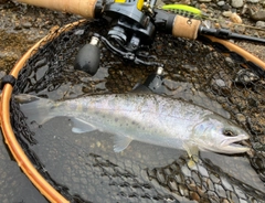 ヤマメの釣果