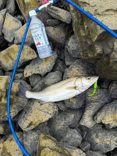 セイゴ（マルスズキ）の釣果