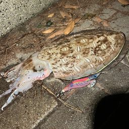 モンゴウイカ