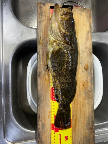 ベッコウゾイの釣果