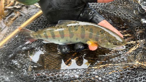 ヤマメの釣果