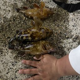 カサゴ