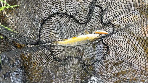 ブラウントラウトの釣果