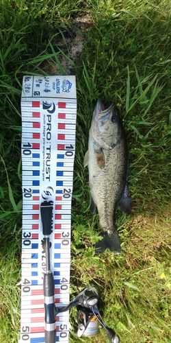 ブラックバスの釣果