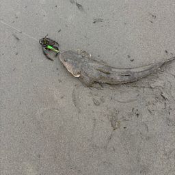 コチ