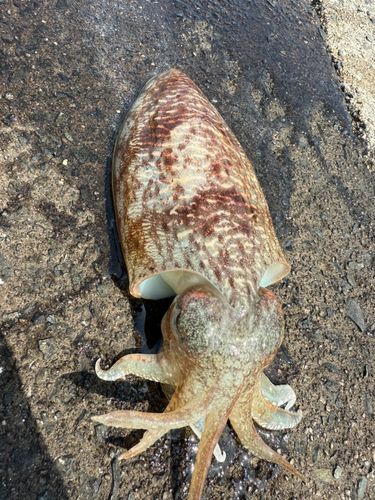 コウイカの釣果