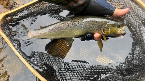 ブラウントラウトの釣果