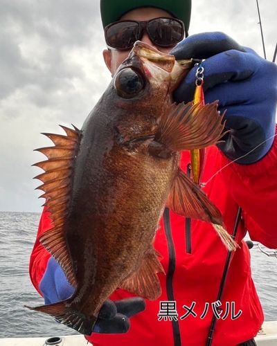 クロメバルの釣果