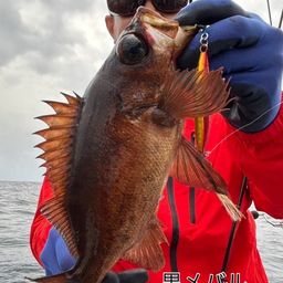クロメバル