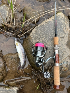 ヤマメの釣果