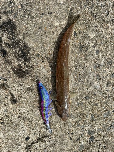 エソの釣果