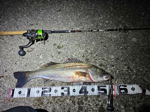 シーバスの釣果